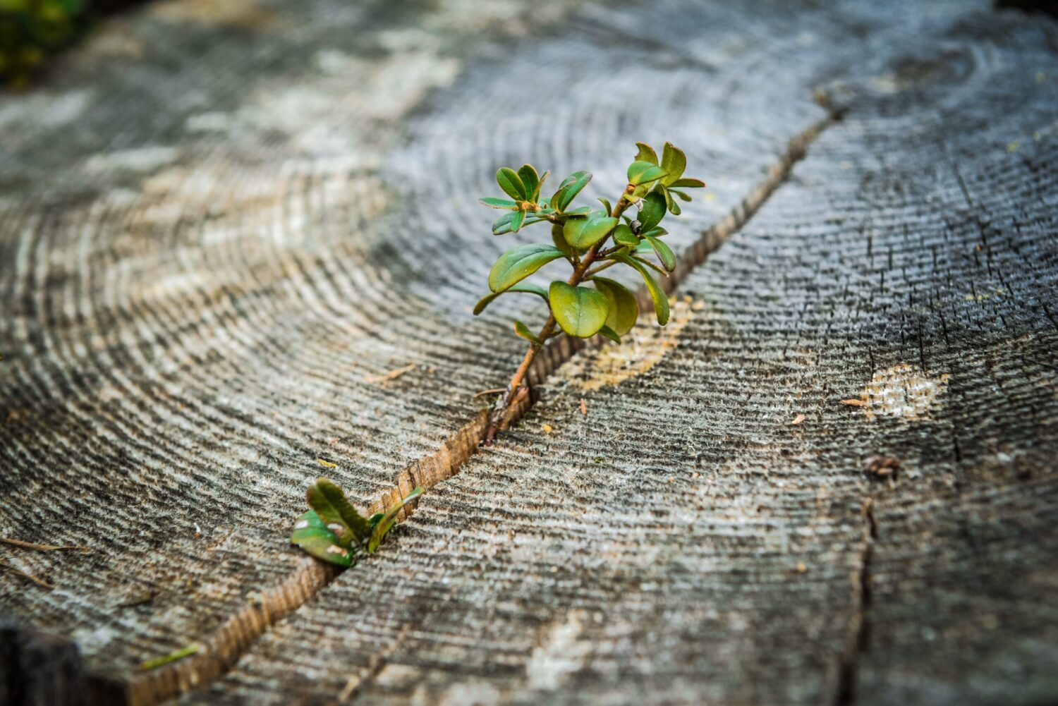 Neuer Spross in abgeholztem Baum als Symbol für Resilienz