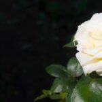 Weiße Rose auf schwarzem Grund. Metapher für das Leben inmitten einer Atmosphäre der Trauer und des Todes, wie sie das Ersatzkindsyndrom kennzeichnet.
