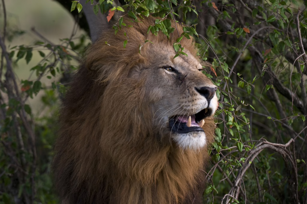 Löwe im Nationalpark als Metapher für die Stimme, die Ersatzkinder stark erheben müssen, die nicht gesehen werden.