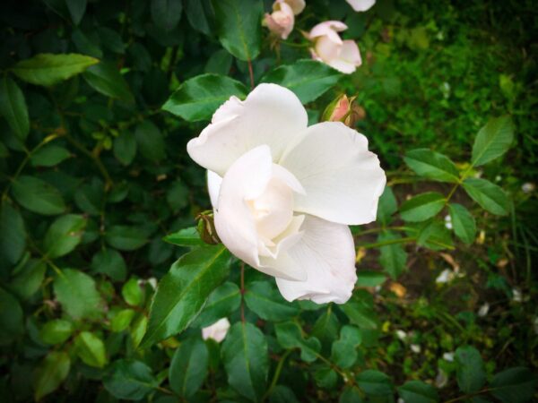 Halb aufgeblühte weiße Rose vor dunklem Hintergrund als Metapher für das vorsichtige Erblühen eines Ersatzkindes mit Ersatzkindsyndrom in einer guten Therapie